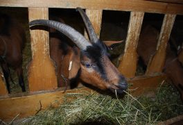 Farmářské trhy pokračují i v zimní sezóně