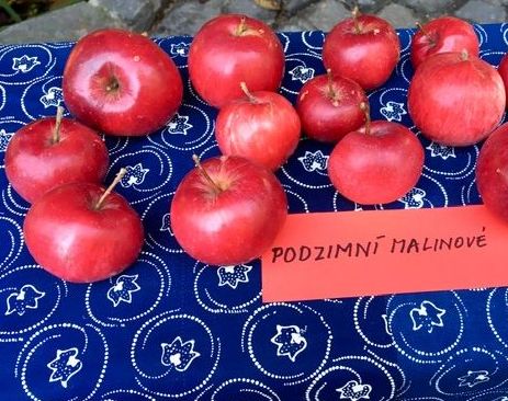 Podzimní výstava na dvorku muzea