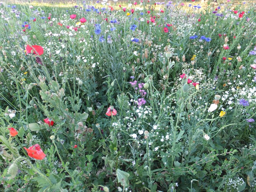 Beseda o zahradě s M. Zelníčkovou a M. Gregorovou