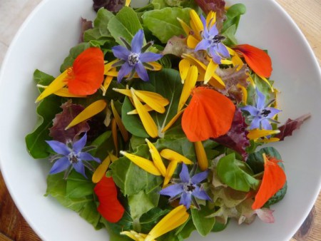 Beseda o zahradě s Monikou Zelníčkovou a Miloslavou Gregorovou